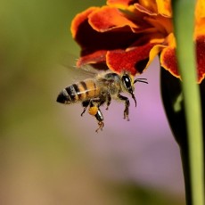 Vortrag für die Unter- und Mittelstufe: Honigbienen