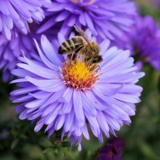 Tagebuch einer Biene – Ein Film über Honigbienen ab 7. Oktober 2021 im Kino