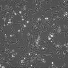 Vortrag für die Oberstufe am 16.1.26