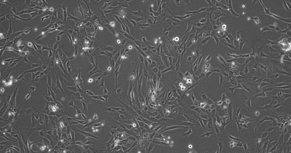 Vortrag für die Oberstufe am 16.1.26
