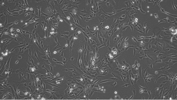 Vortrag für die Oberstufe am 16.1.26